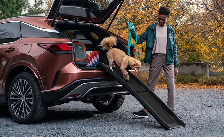 This ramp can provide your pet with easy access to the cargo area.